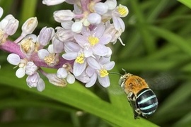 2025年移地學習(國際聯合課程-田野生物學) 紀實圖片